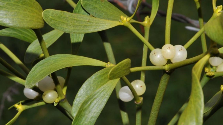Hypertension_This_Plant_0
